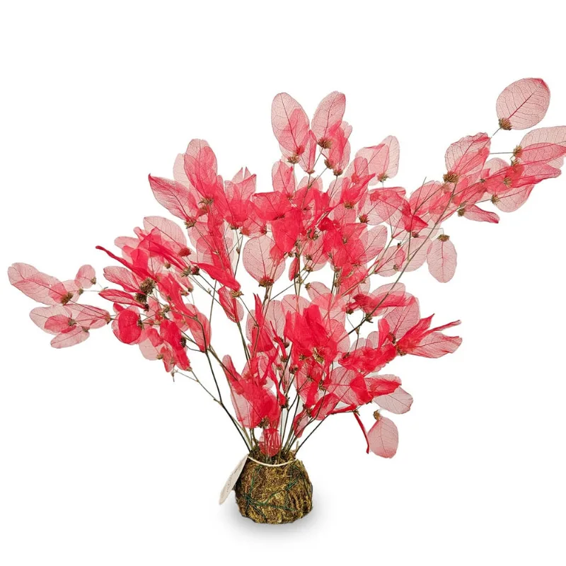 Flores Kokedama Orelha de Burro Vermelha