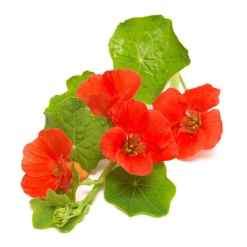 Flor Orgânica Capuchinha Dei Falci Bandeja