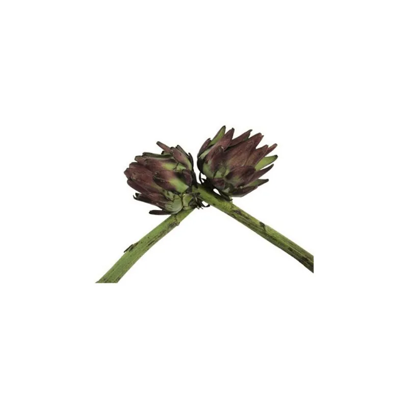 Alcachofra Und