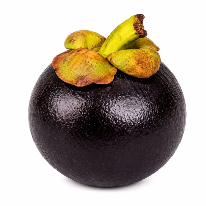 Mangustin Unidade - Festval