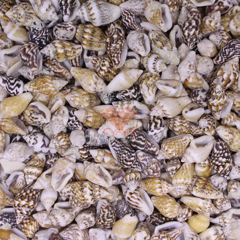 Conchas Do Mar Nassa Shell Com 750Gr Unica