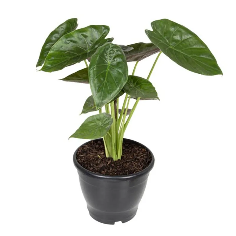 Alocasia P24 Unid - SEM MARCA