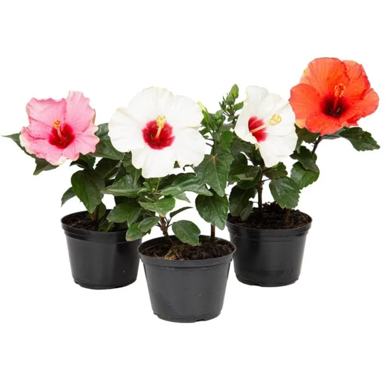 Hibiscus P13 - SEM MARCA
