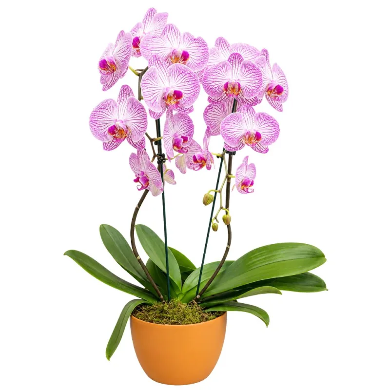 Flor Orquídea Premium Unidade - Festval