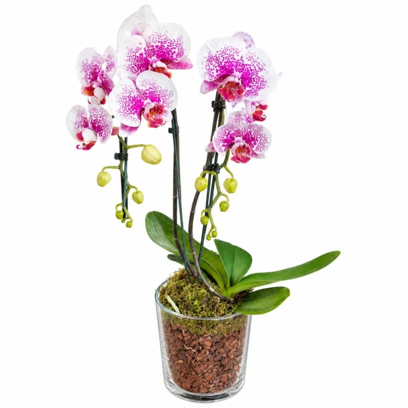 Flor Orquídea Premium Vaso de Vidro Unidade - Festval