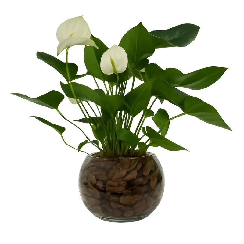 Flor Anthurium Premium Variado Vaso de Vidro Unidade - Festval
