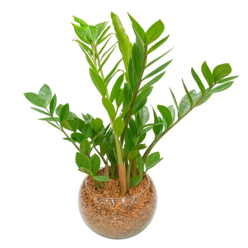 Flor Zamioculcas Premium Planta da Fortuna Holambra Unidade - HOLAMBRA