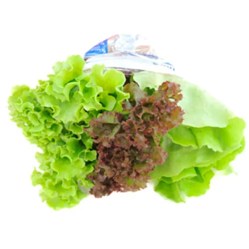 Trio Alface Crespa/Roxa e Lisa Agro Vida Hidropônico - Agro Vida