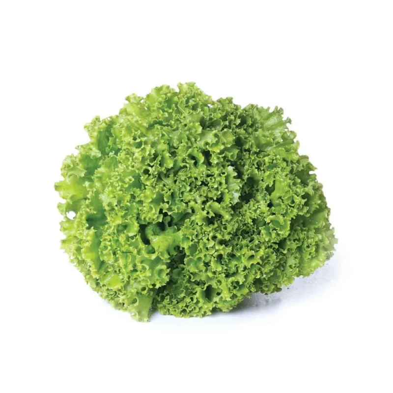 Alface Crespa Agro Vida Hidropônica Unidade - Agro Vida