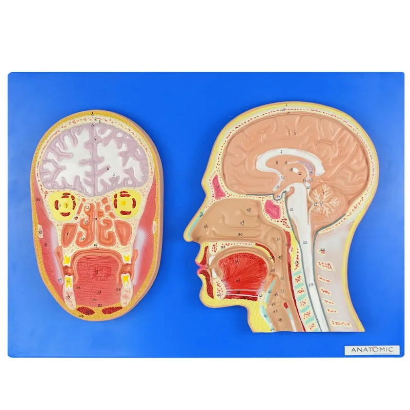 Cabeça Em Corte Sagital E Frontal