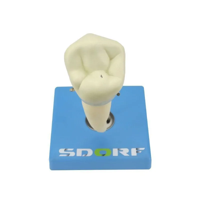 Dente Pré-molar Inferior c/ Raiz Única, 8x O Tamanho Real