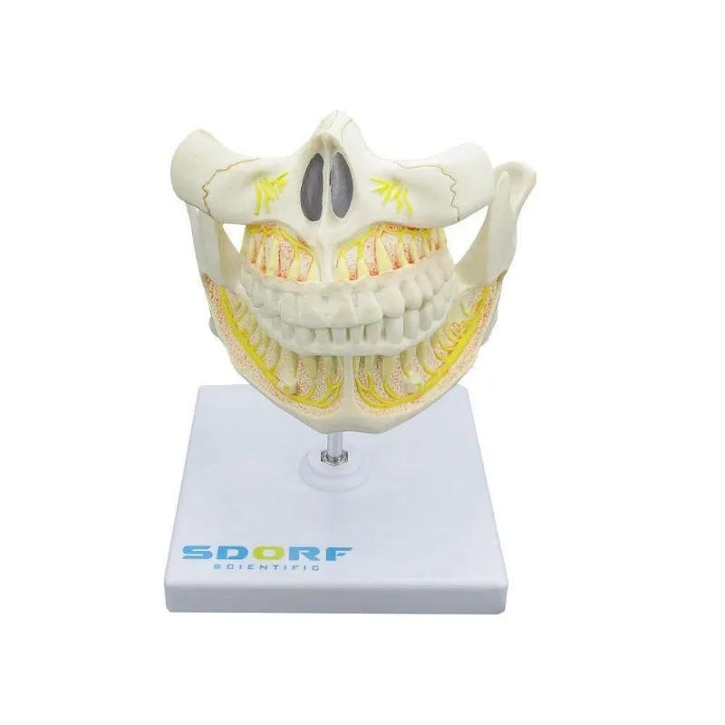 Dentição Adulta Em Tamanho Natural
