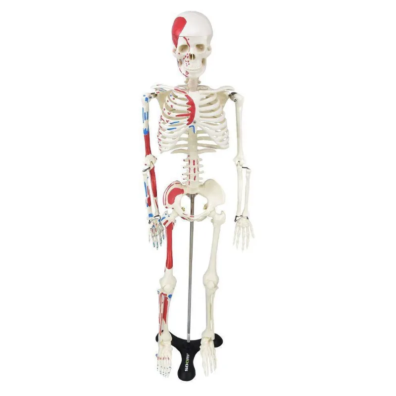 Esqueleto Humano 85 Cm De Altura c/, Origens E Inserções