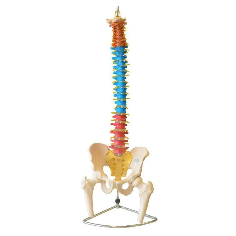 Coluna Vertebral Flexível Colorida em Tamanho Natural