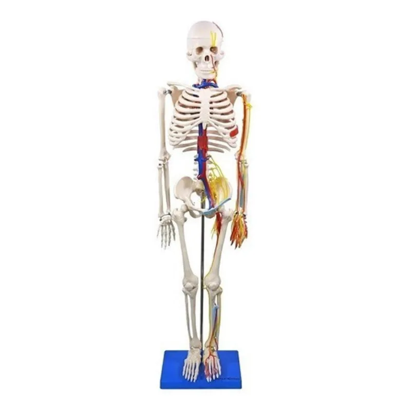 Esqueleto Humano 85 Cm Altura Nervos E Vasos Sanguíneos