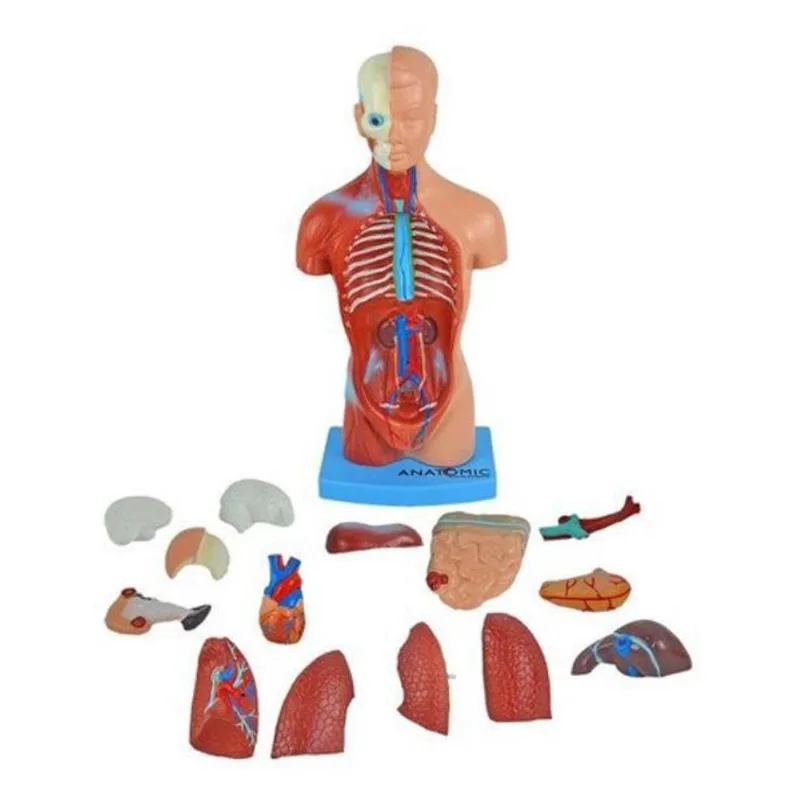 Torso Humano 28Cm Altura Assexuado Em 14 Partes Anatomia