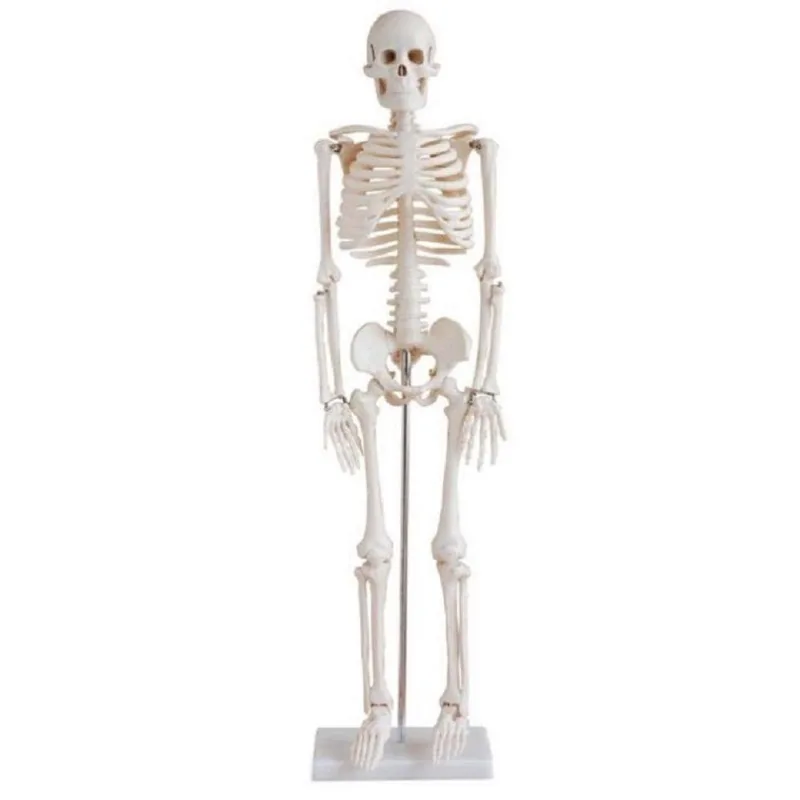 Esqueleto Humano Clássico De 85 Cm Com Suporte