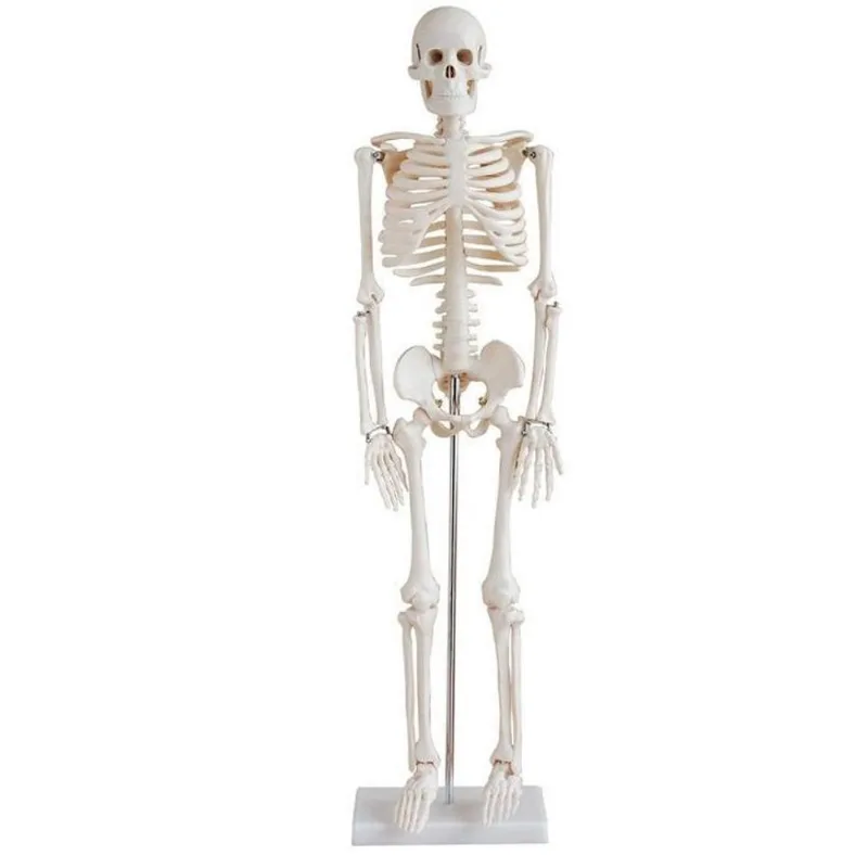 Esqueleto Humano 85 Cm