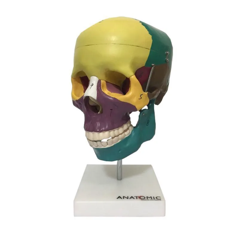 Crânio Humano Didático Colorido em 5 Partes Anatomia