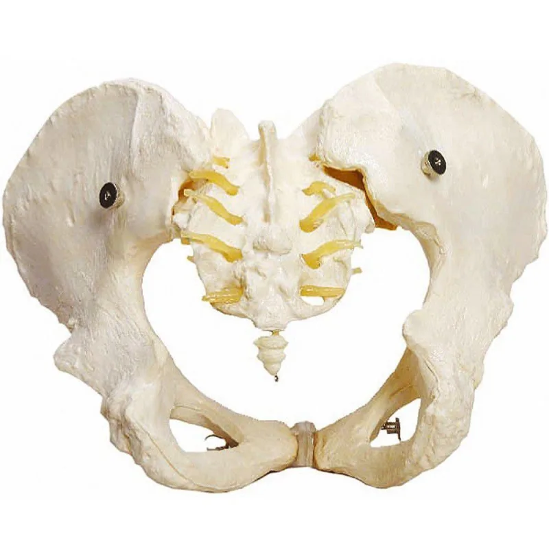 Esqueleto Pélvico, Anatomia Pelve Feminina