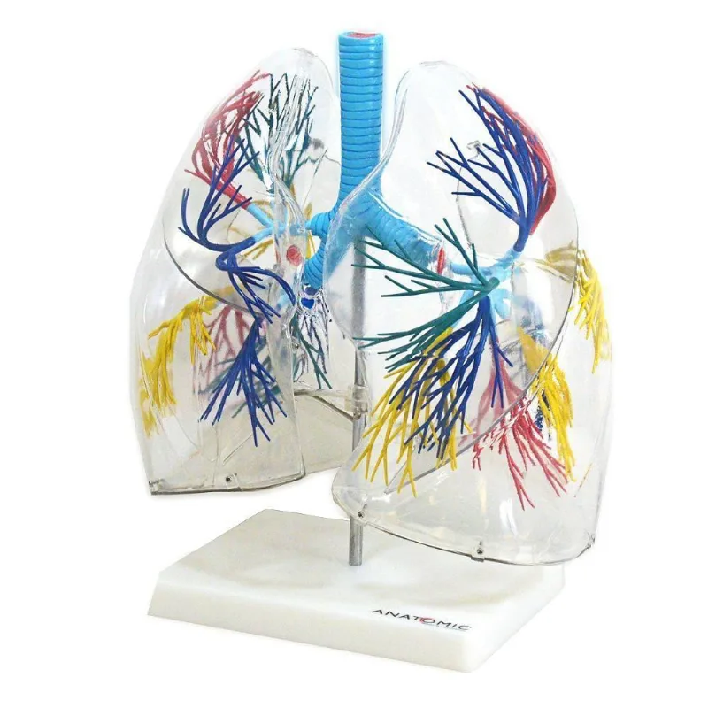 Pulmão Humano Transparente Anatomia