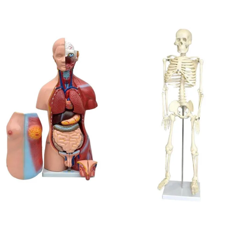 Esqueleto 85 Cm + Torso Bissexual Abertura Nas Costas 45Cm