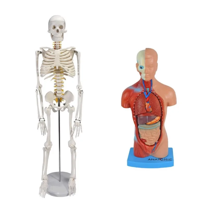 Esqueleto 85 Cm + Torso 28 Cm 14 Partes