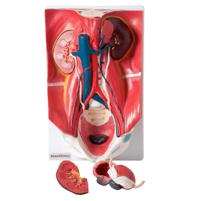 Sistema Urinário Clássico em 4 Partes Modelo Anatomia