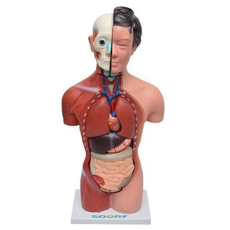 Torso Humano Feminino 42 Cm Em 15 Partes