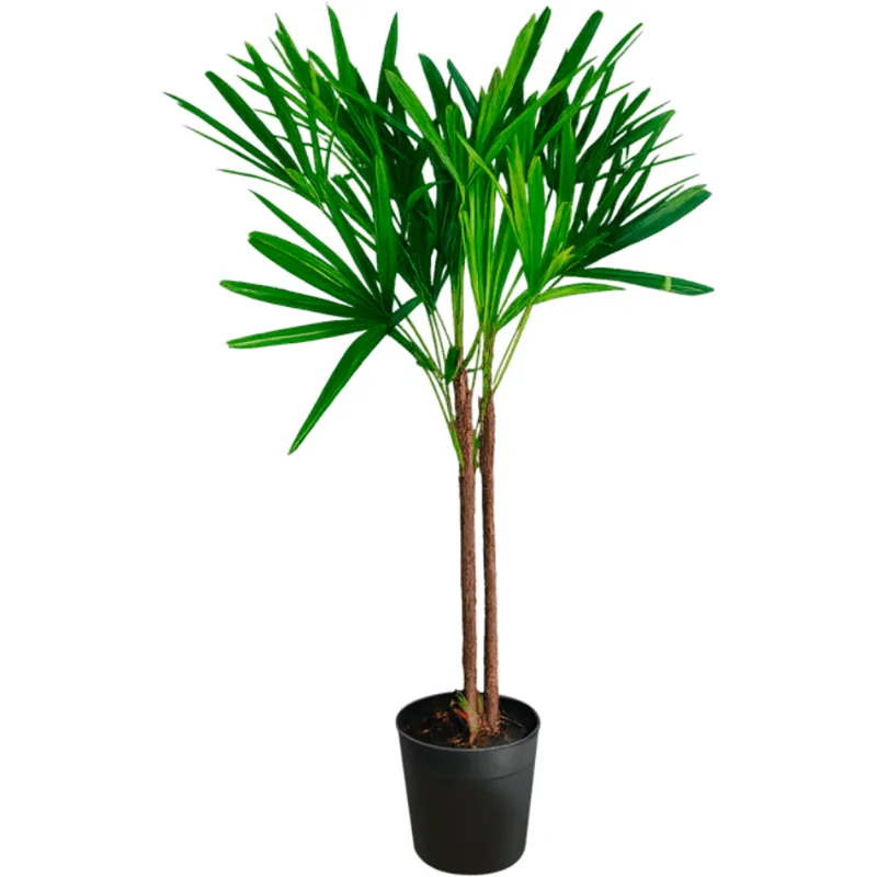 Palmeira Rhapis un