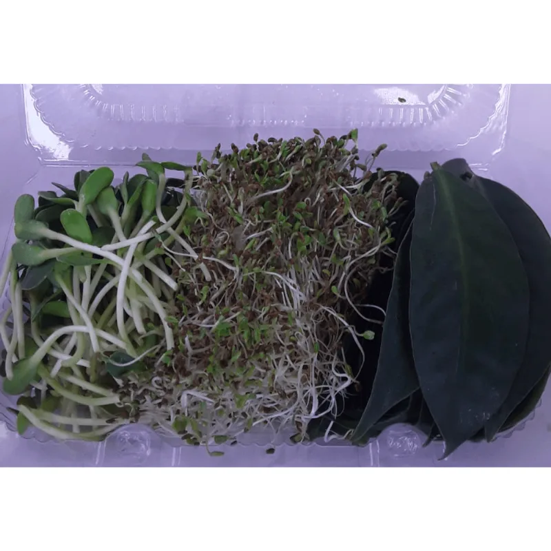 MIX SUCO ENERG BEM BROTOS 100G-BJ
