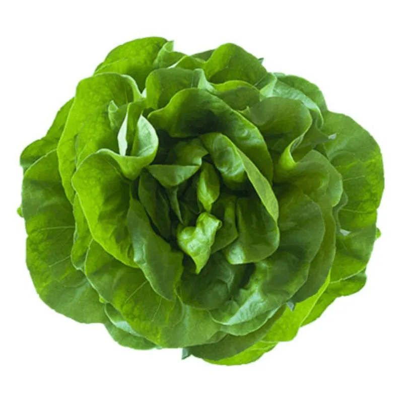 Mini Alface Microverde Un