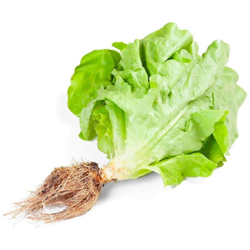 Alface Lisa Agro Vida Hidroponica Unidade - Agro Vida