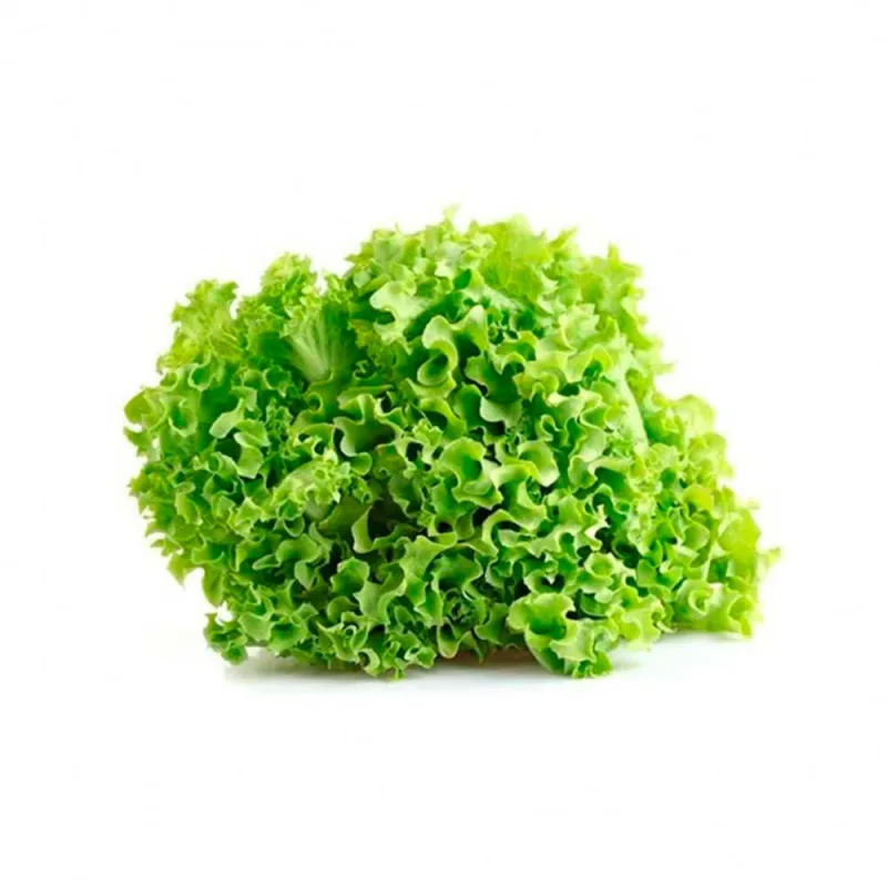 Alface Crespa Agro Vida Unid - Agro Vida