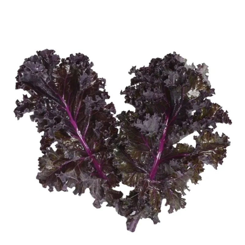 COUVE KALE ROXA ORG CAPELA PC