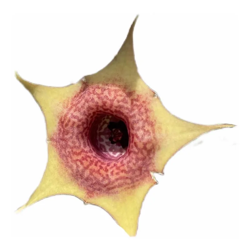 Huernia Freaks Suculenta Asclepisi Rara Flor Amarela Colecao