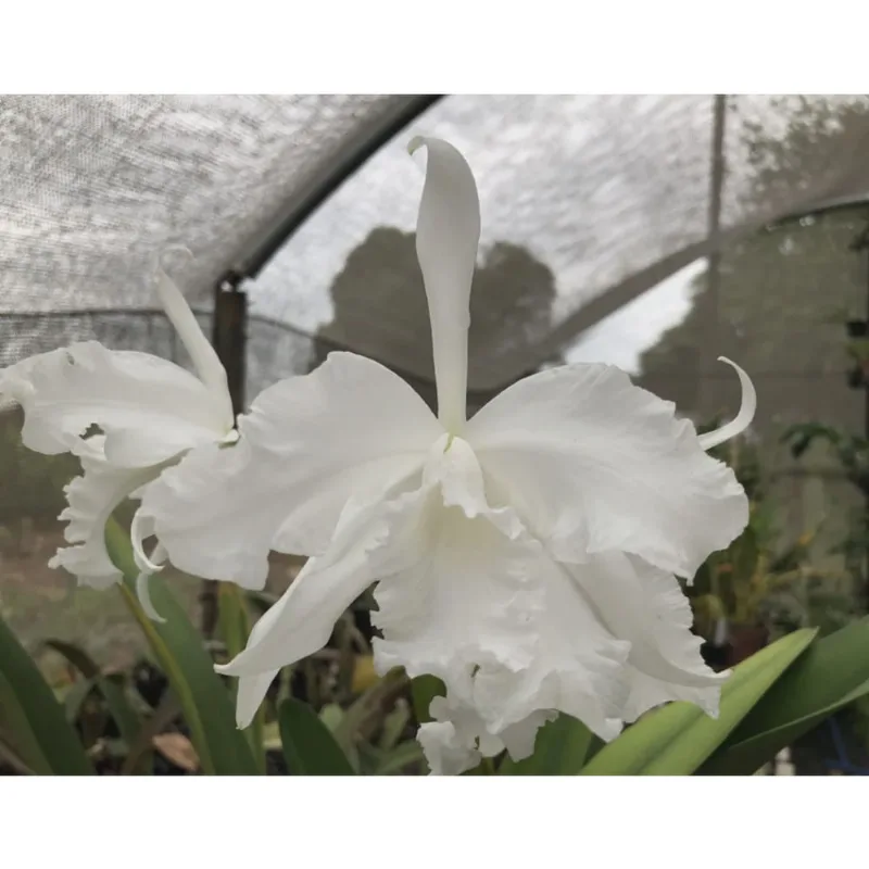 Cattleya lobata var. alba