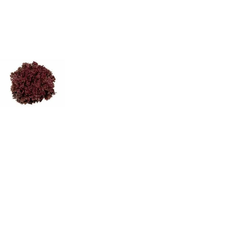ALFACE ROXA PROC 200G