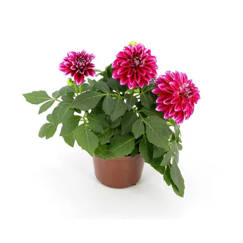 FLOR DAHLINOVA HYPNOTICA P13 - Floricultura