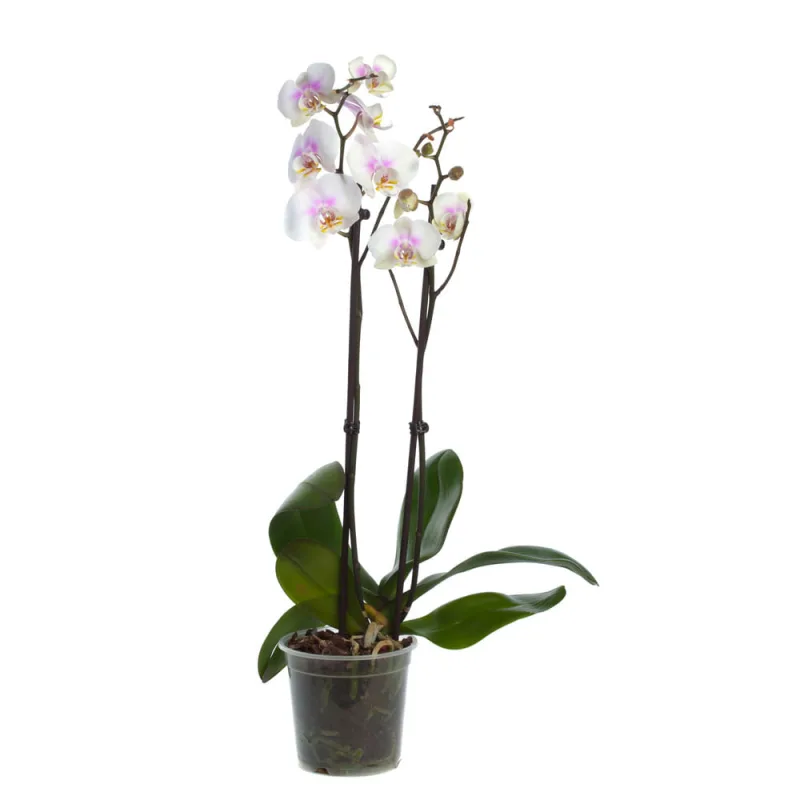 Orquídea Azul Especial PT 15 - SEM MARCA - Jardinagem