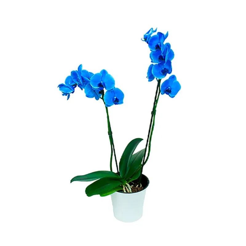 Flor Orquídea Phalaenopsis Azul Pote 12 com 1u