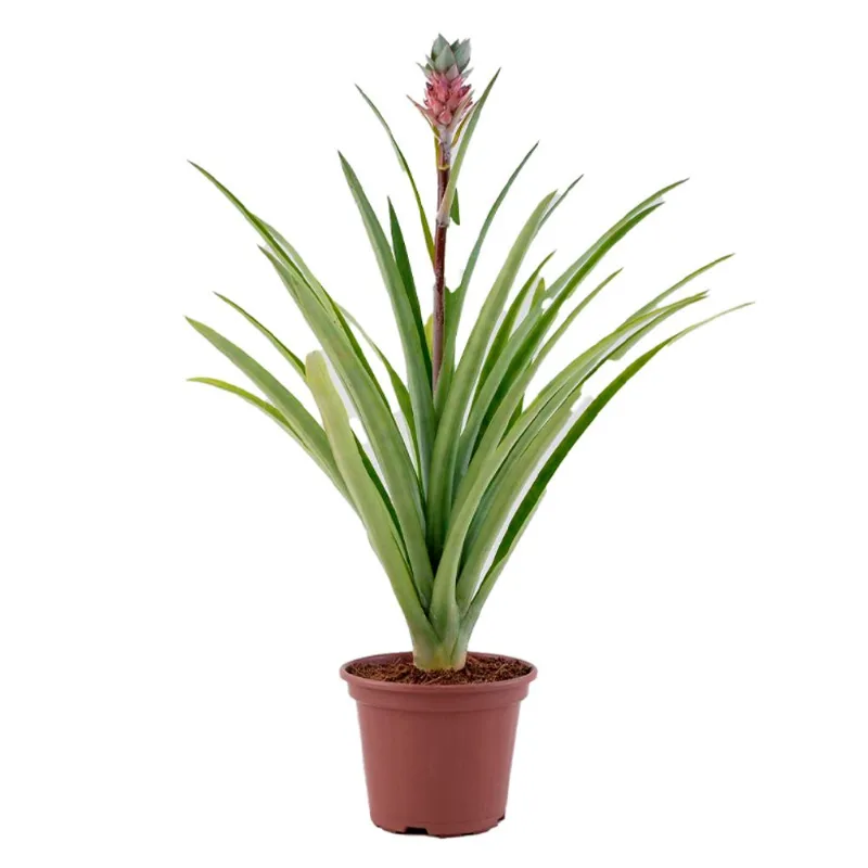 Flor Ananas Pote15 com 1un