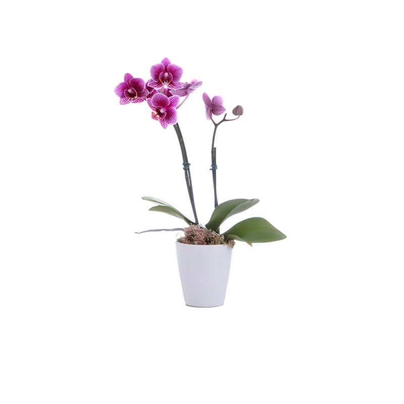 Orquídea Mini PT 06 - SEM MARCA - Jardinagem