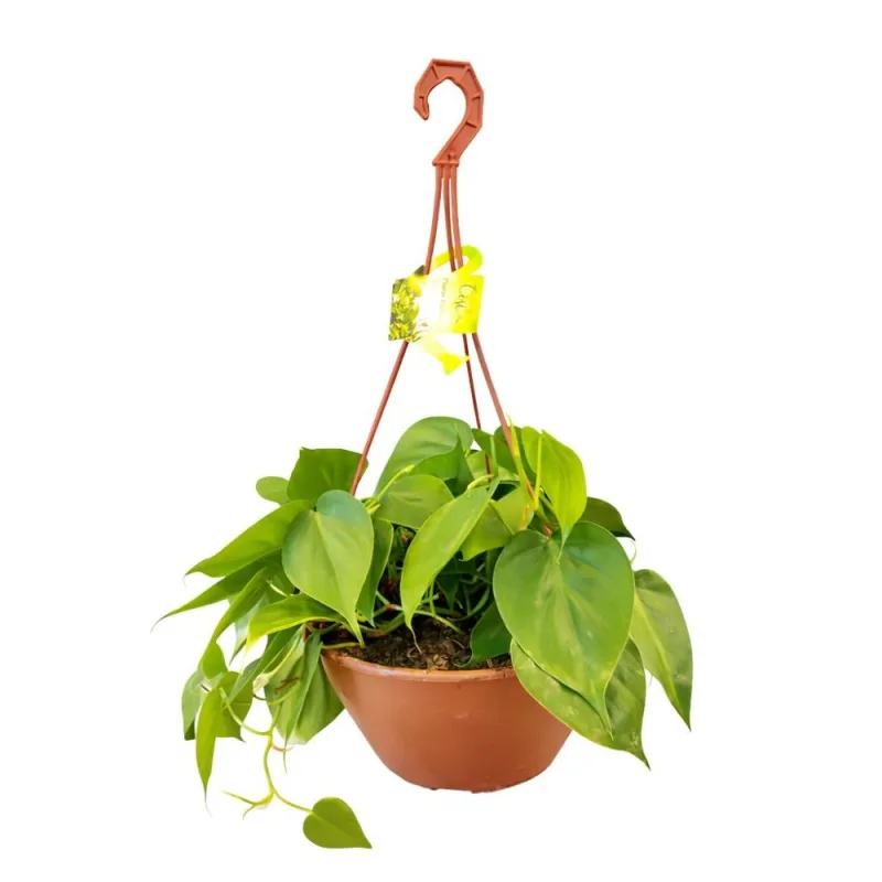 Planta de Philodendron em Cachepô Cuia Nº21 Festval Unidade - Festval - Floricultura