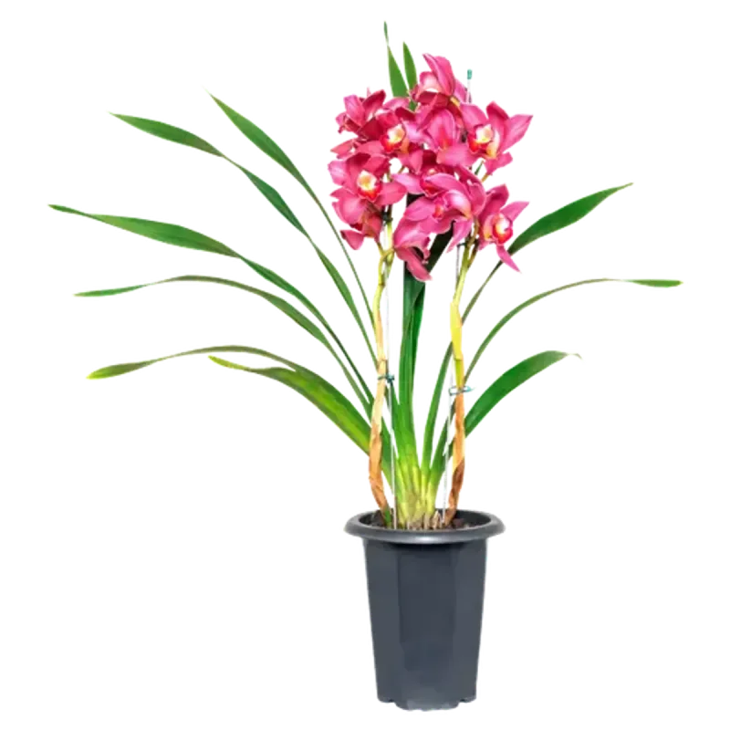 Muda Phaleanopolis Pt11 - SEM MARCA - Jardinagem