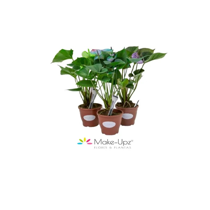 Flor Anthurium Basicz Make Upz Pote 09 com 1un