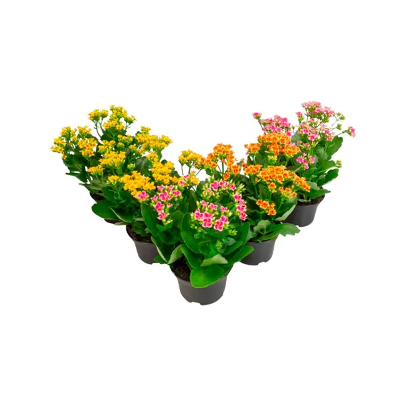 Flor Kalanchoe Bicolor Pote 11 - 1un