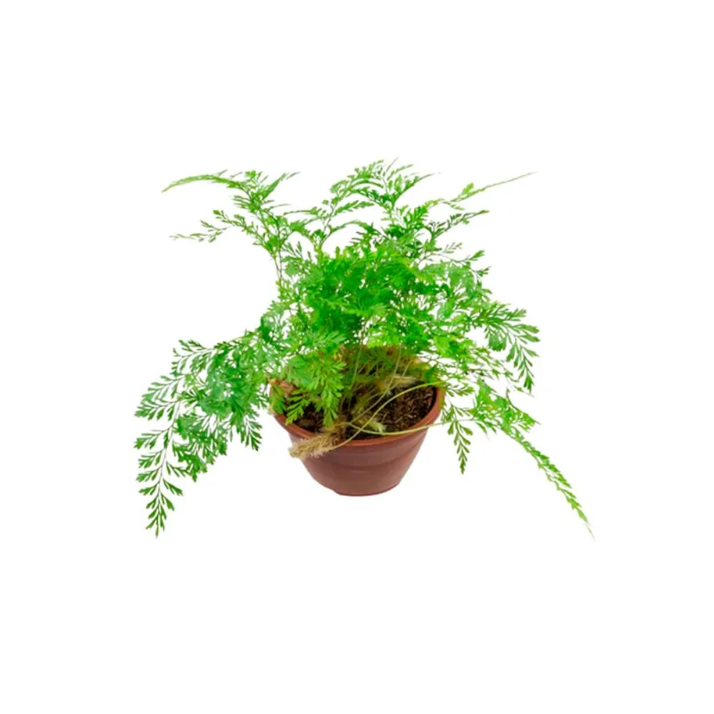 Planta Samambaia Renda Francesa C08 - 1un