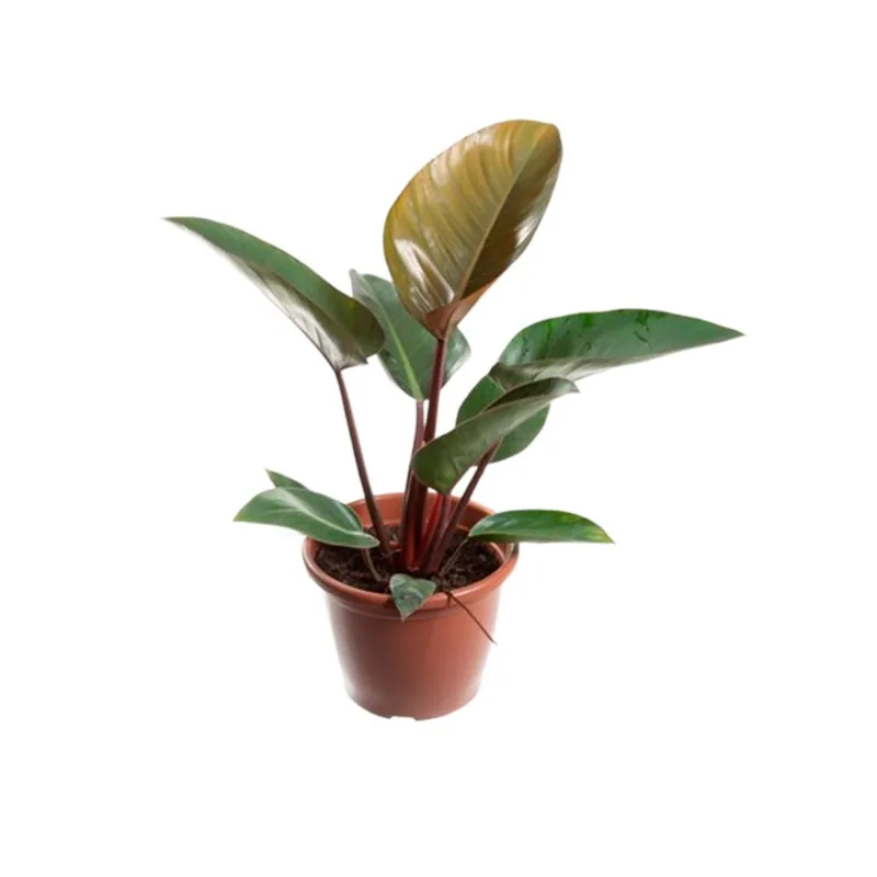 Planta - Philodendron Black Cardinal Pt24 - 1un
