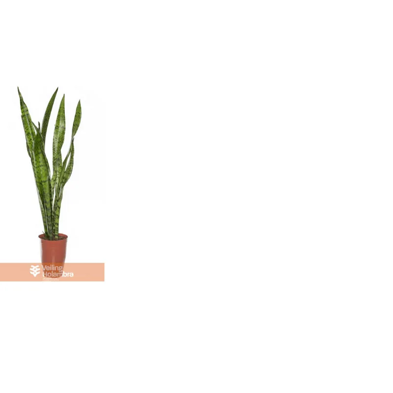 FLOR NAT SANSEVIERIA ZEYLANICA P17